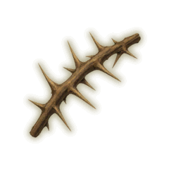 Branch of the Crown of Thorns